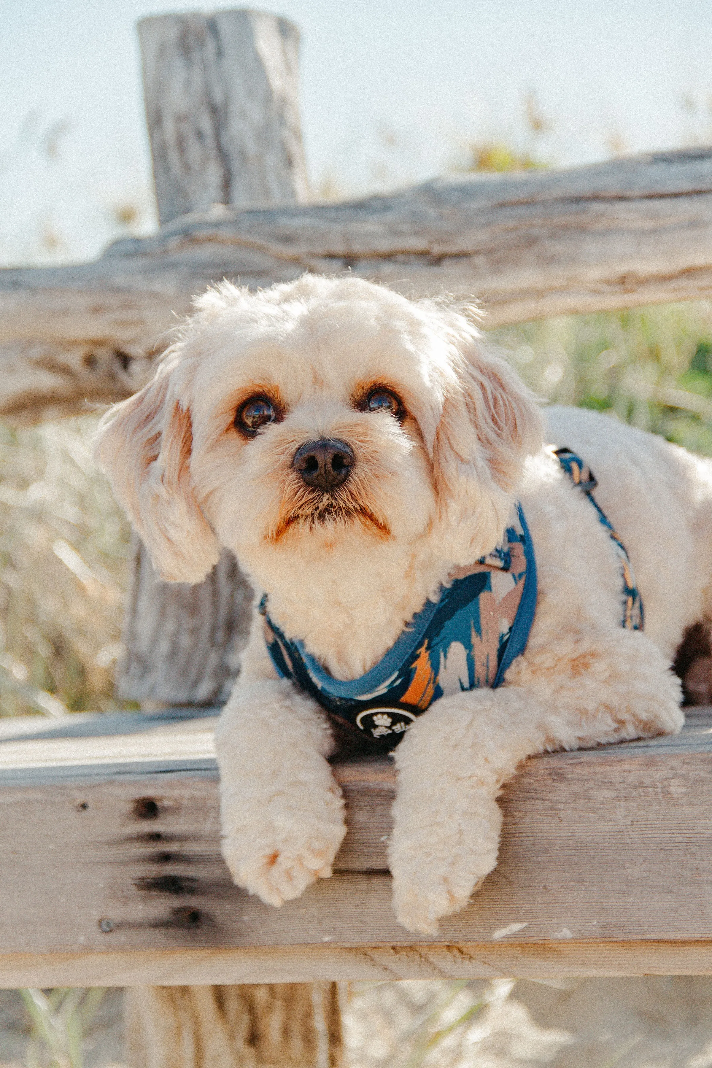 Adjustable Dog Harness | Splash of Camo