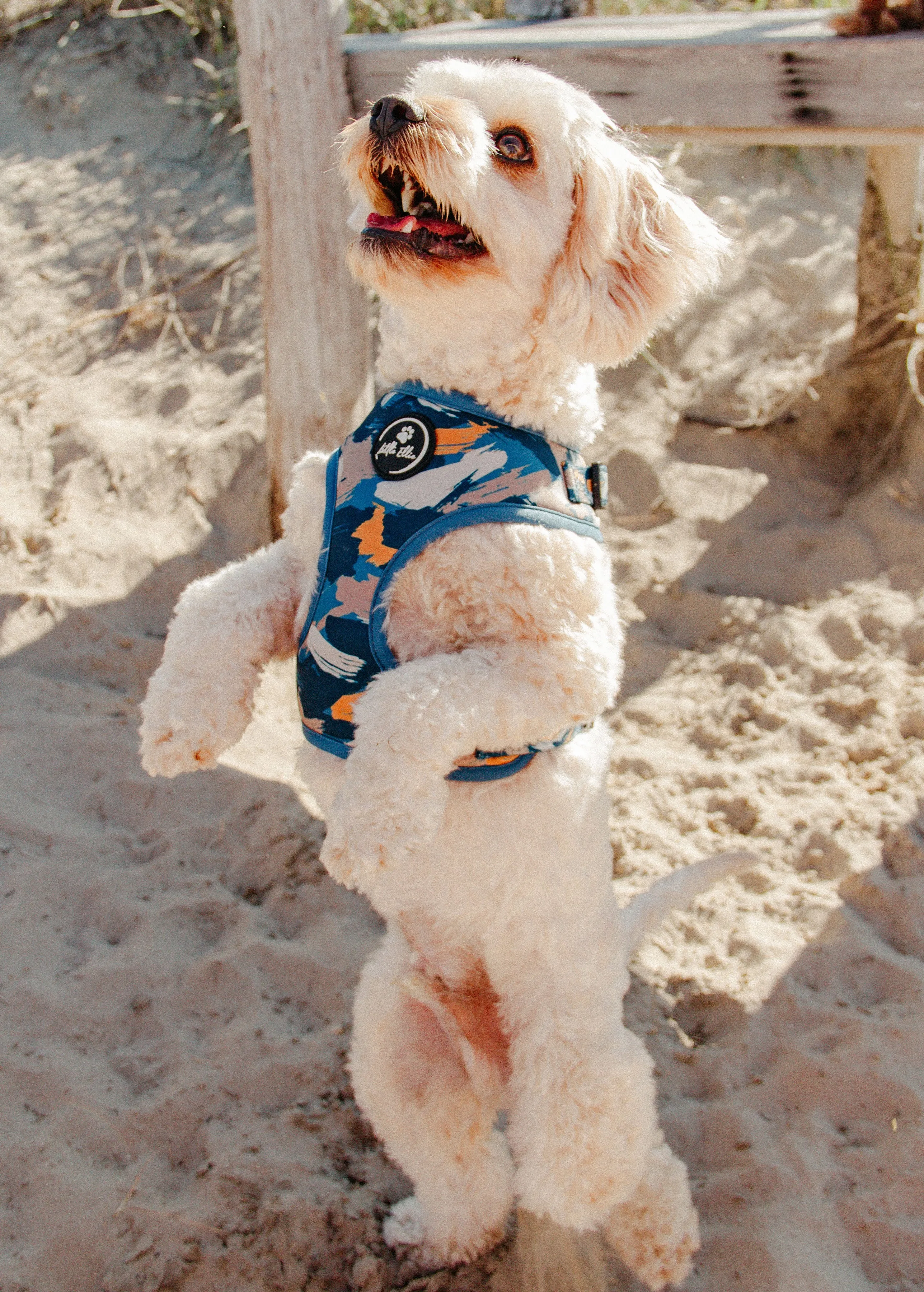 Adjustable Dog Harness | Splash of Camo