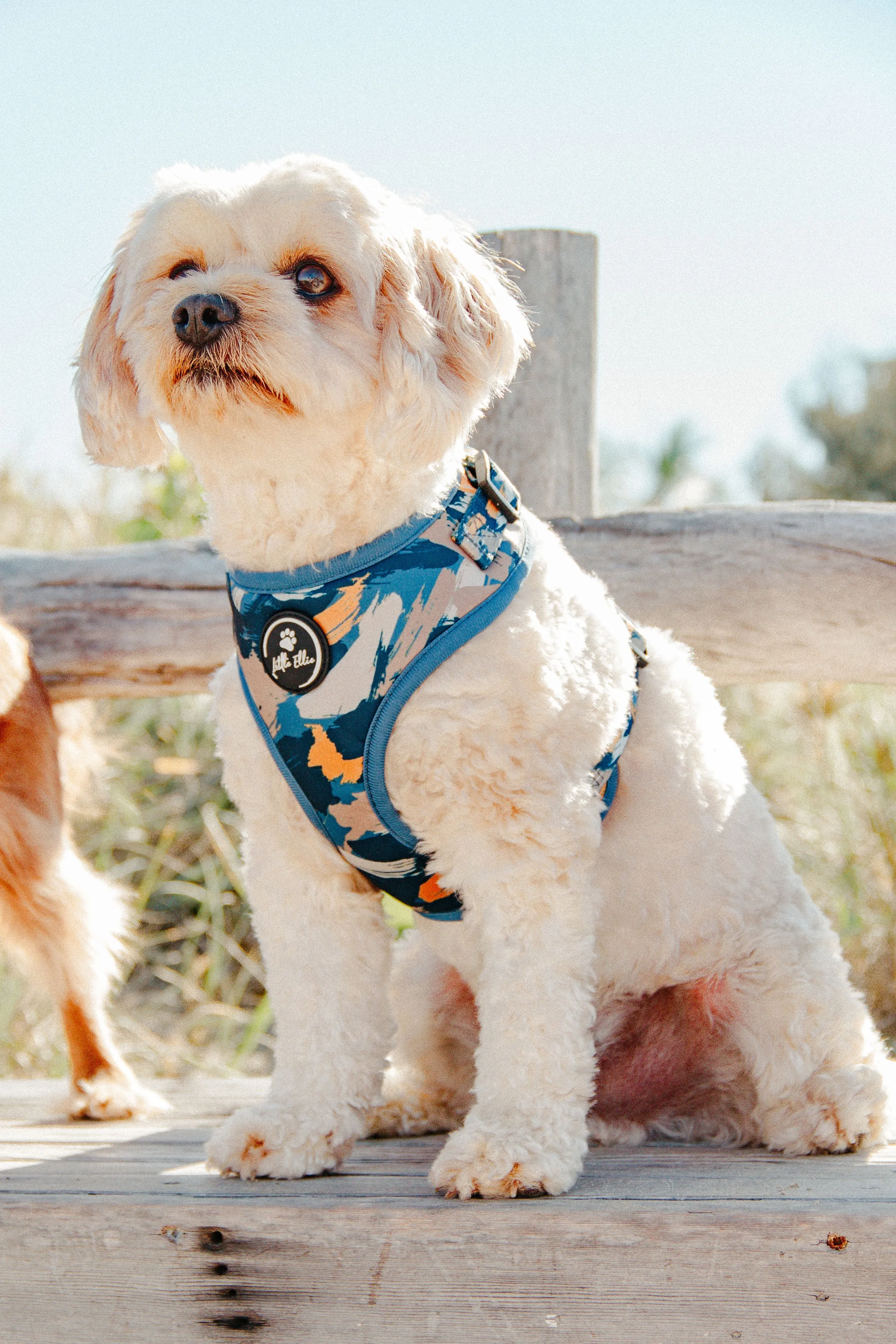 Adjustable Dog Harness | Splash of Camo