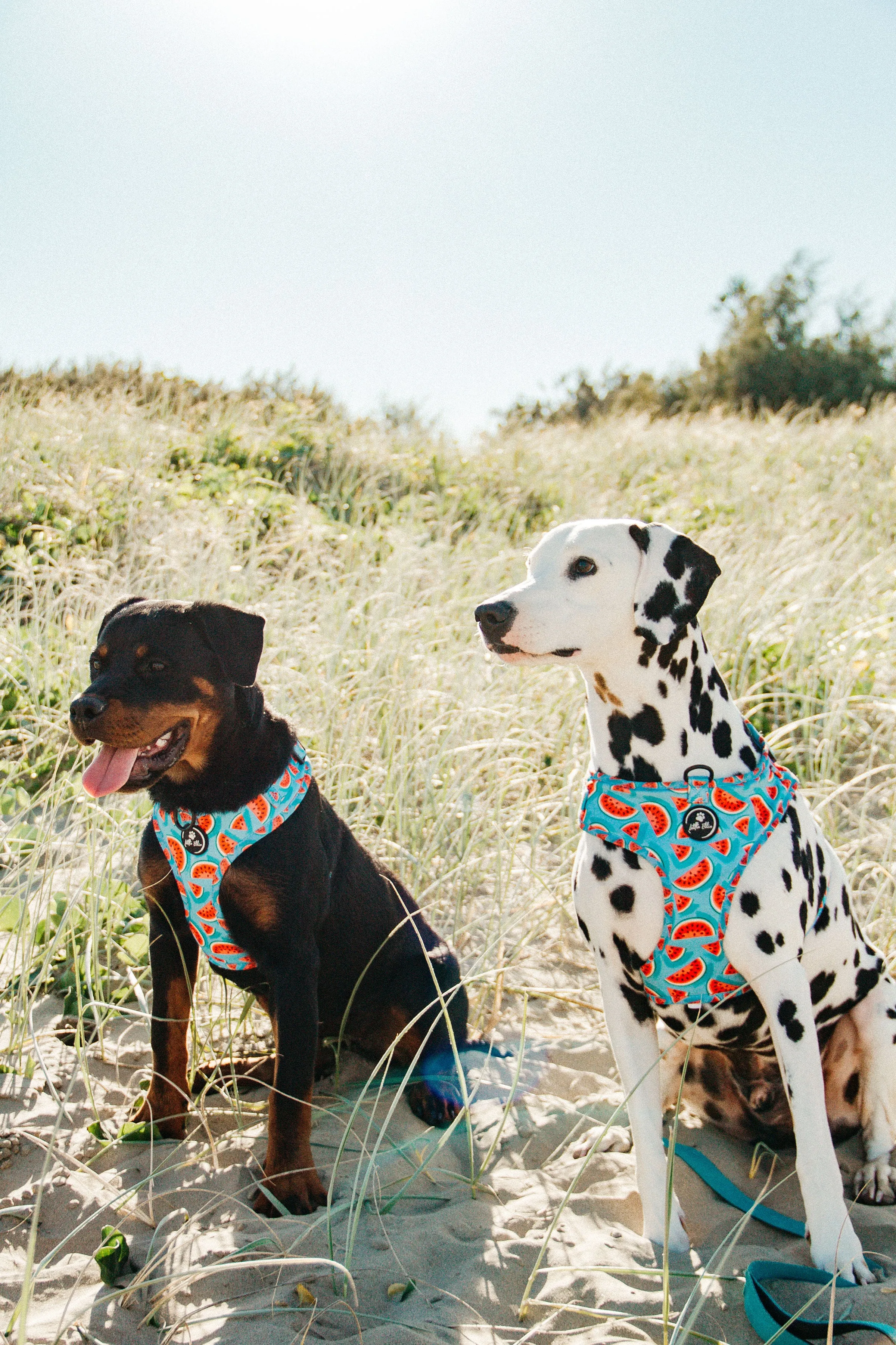 Adjustable Dog Harness | Watermelon