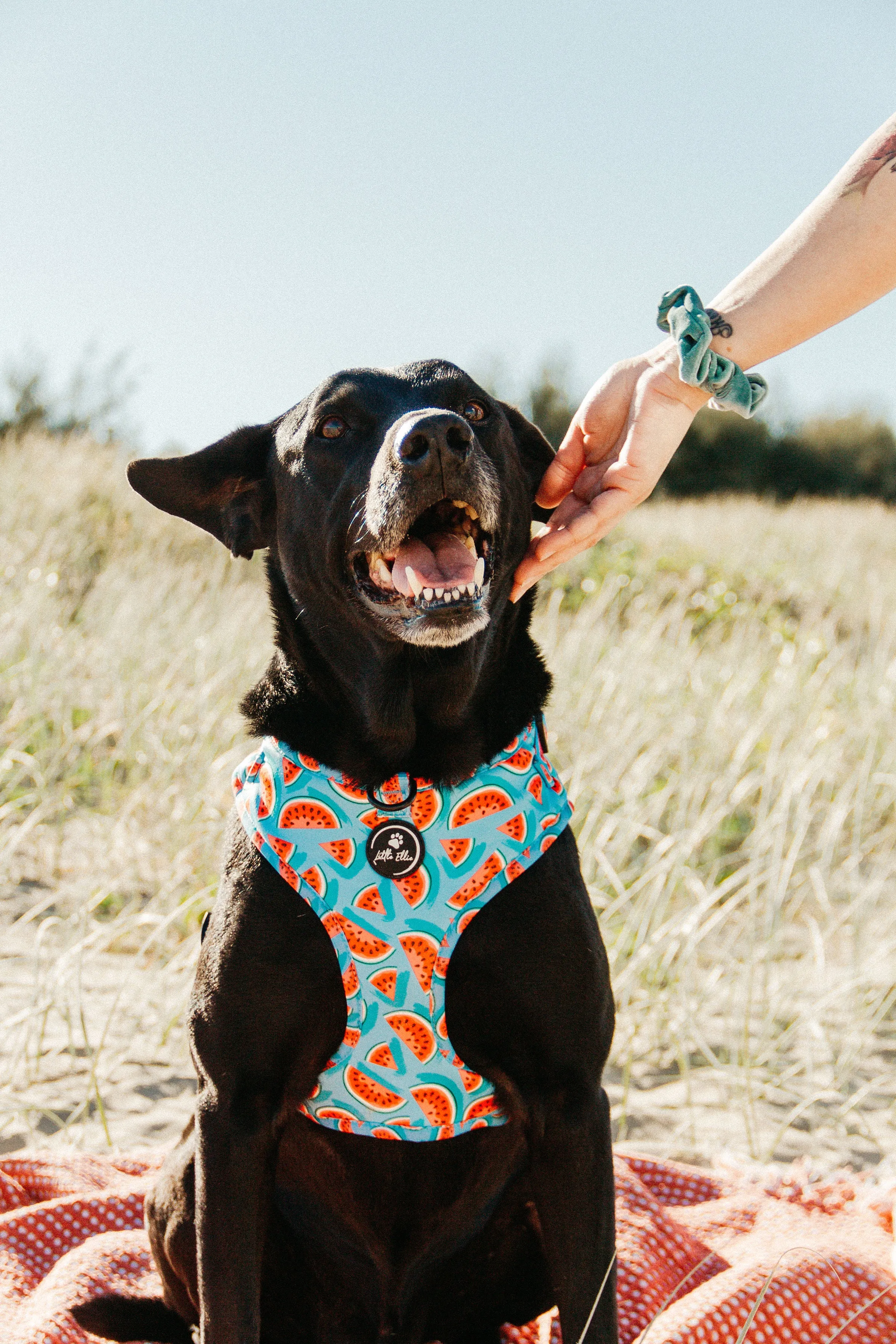 Adjustable Dog Harness | Watermelon