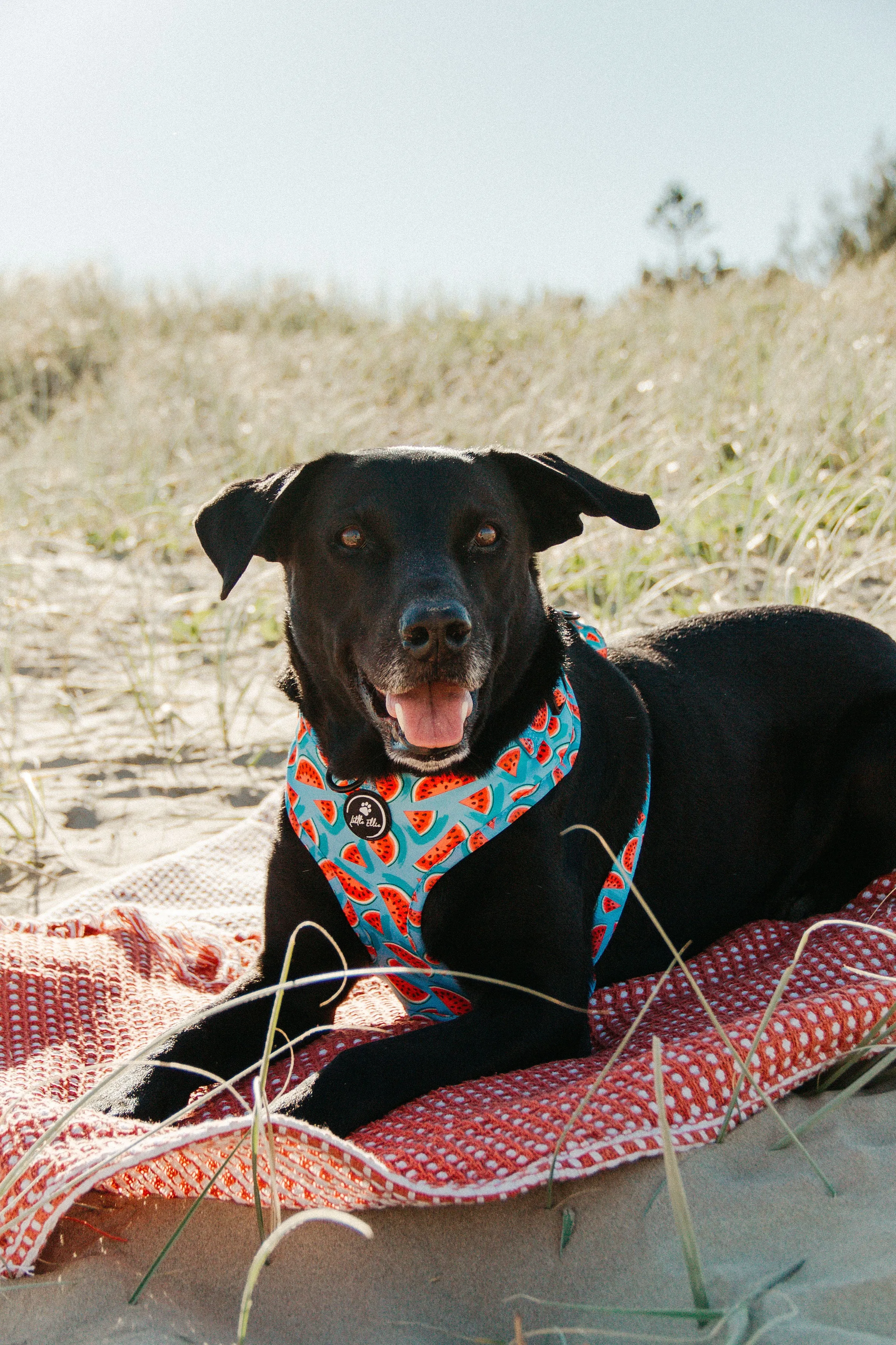 Adjustable Dog Harness | Watermelon