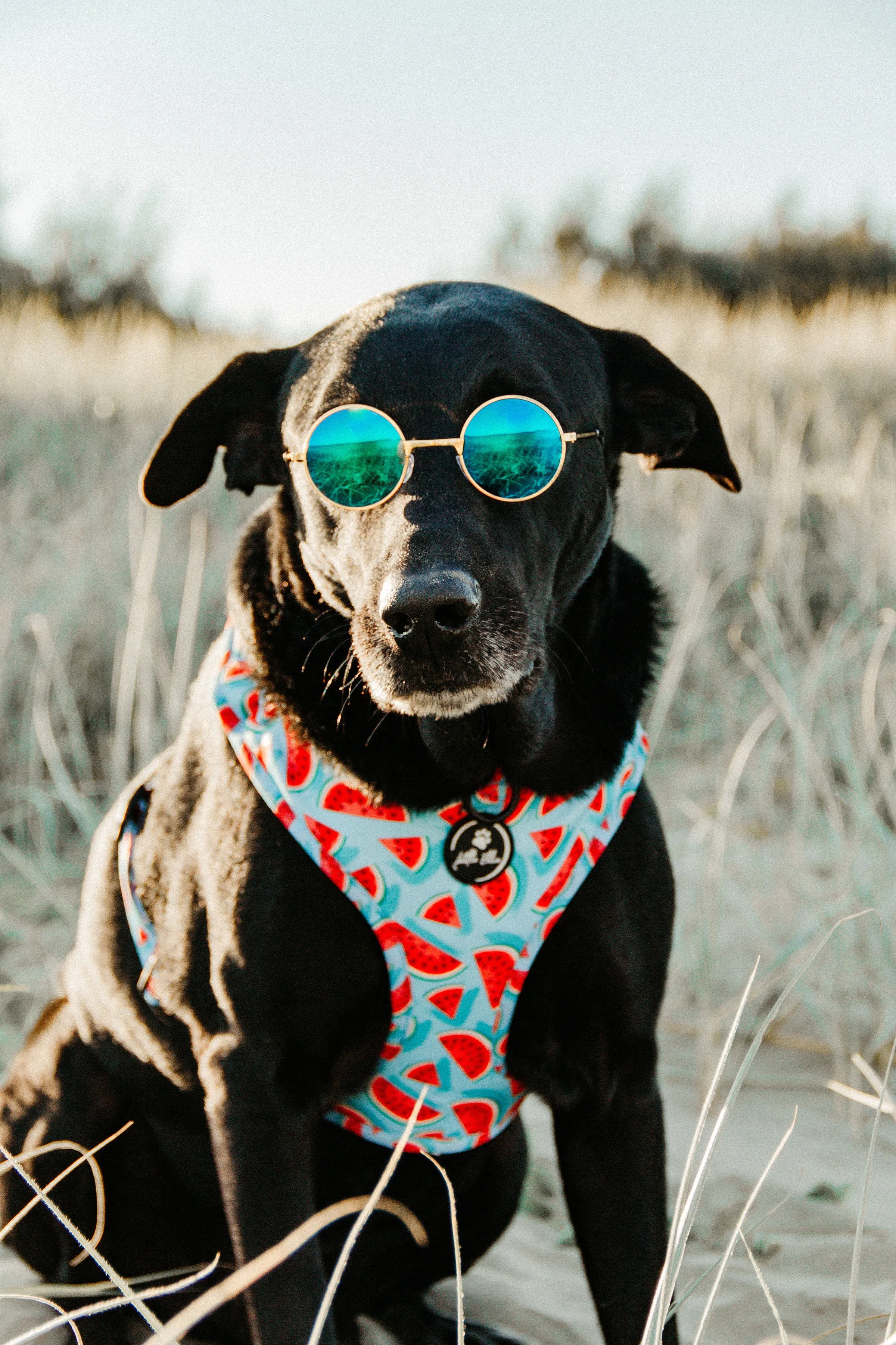 Adjustable Dog Harness | Watermelon