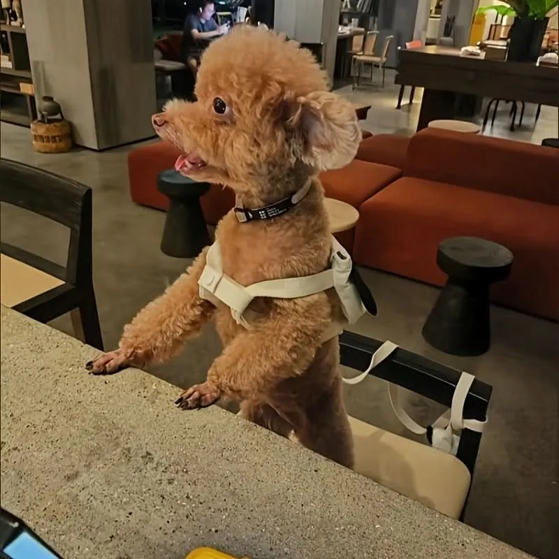 Adjustable Hands-Free Dog Harness Backpack