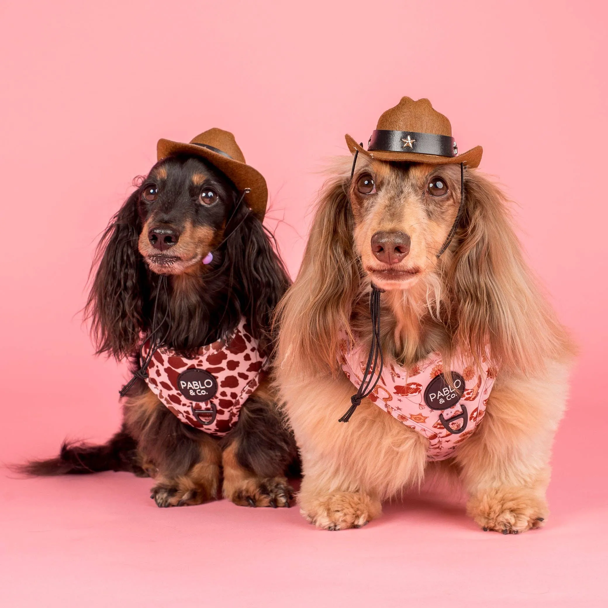 Adjustable Harness | Howdy