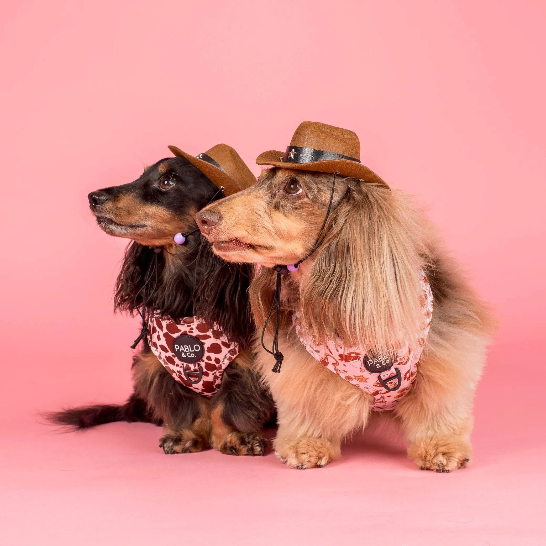 Adjustable Harness | Howdy