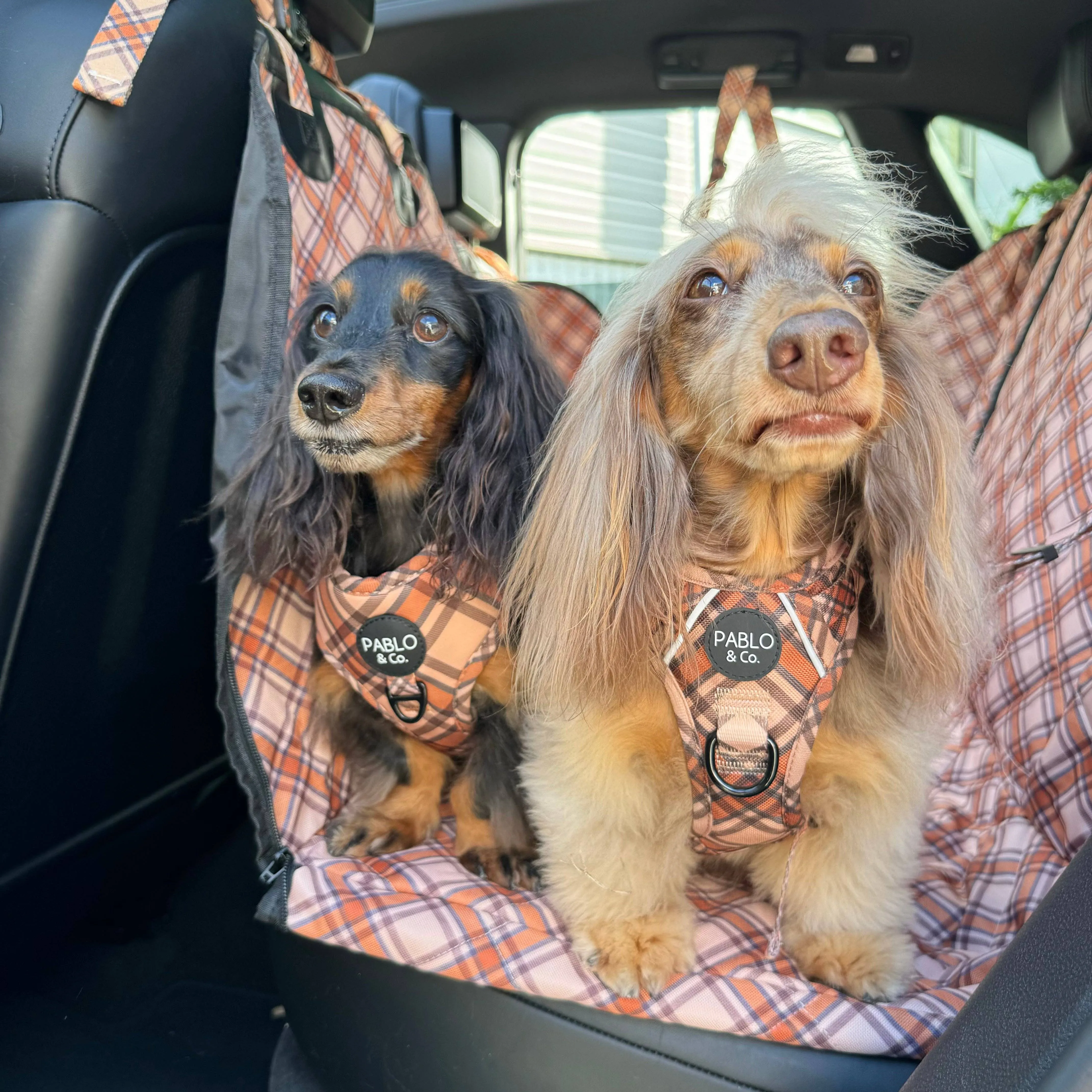Adjustable Harness | Kensington