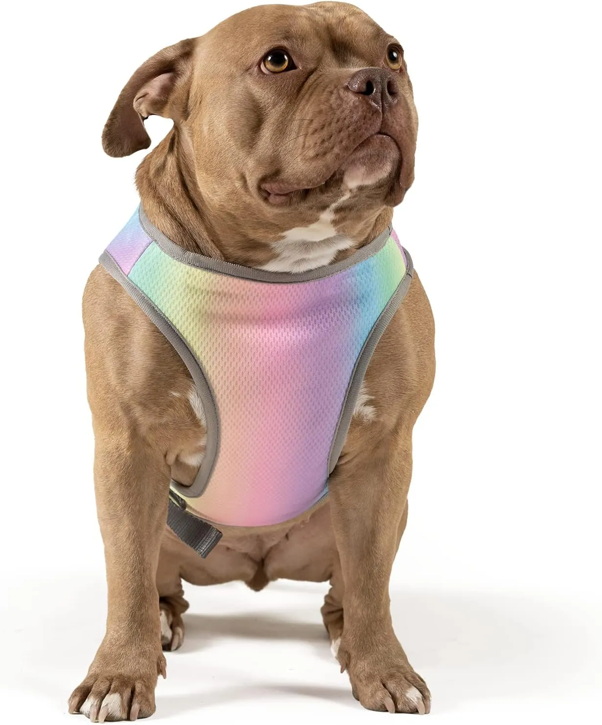 Canada Pooch Dog Cooling Vest - Evaporative Cooling Vest for Dogs with Breathable Mesh Material & Reflective Lining, Adjustable for Dogs 8 (7-9" Back Length), Rainbow