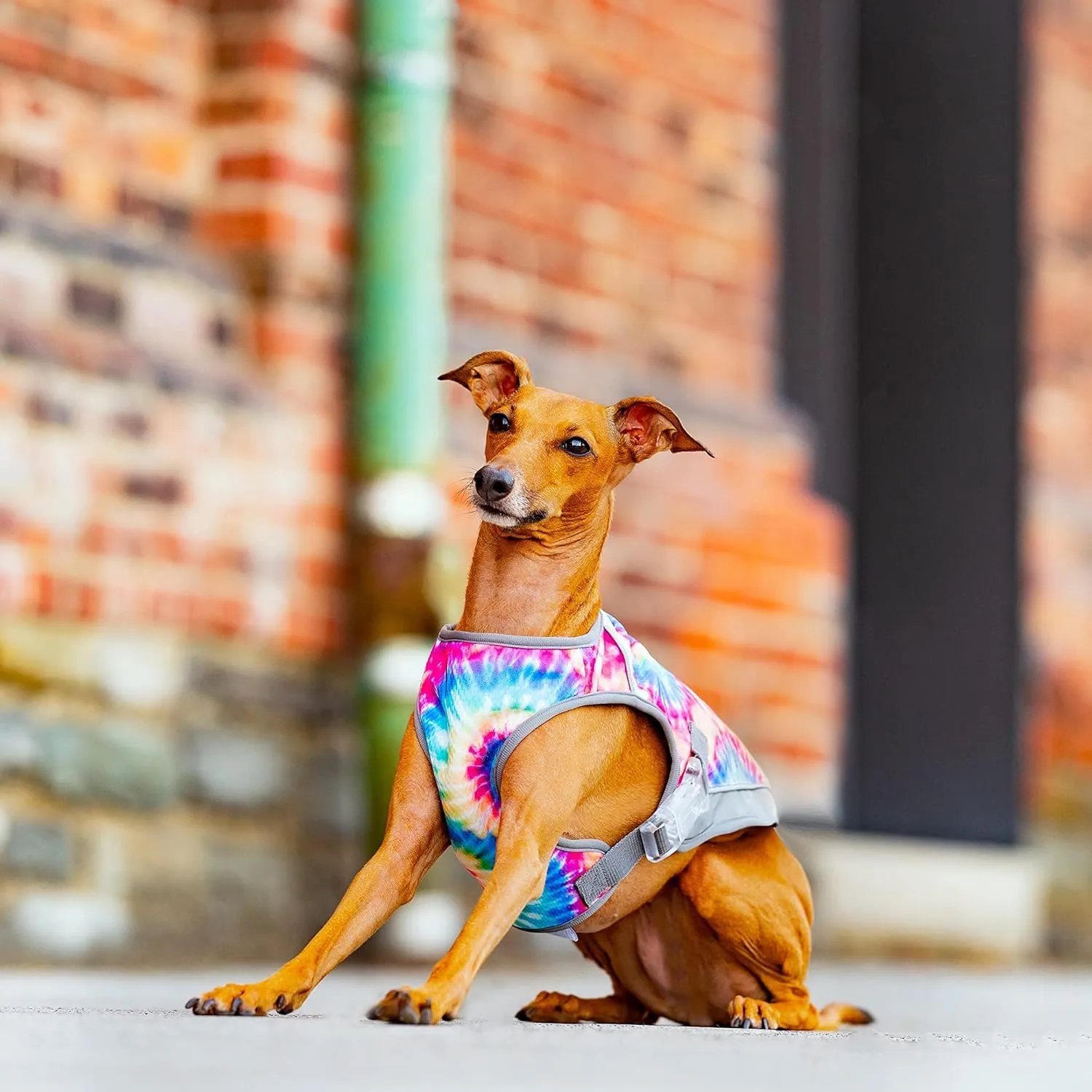 Canada Pooch Dog Cooling Vest - Evaporative Cooling Vest for Dogs with Breathable Mesh Material & Reflective Lining, Adjustable for Dogs 8 (7-9" Back Length), Tie Dye