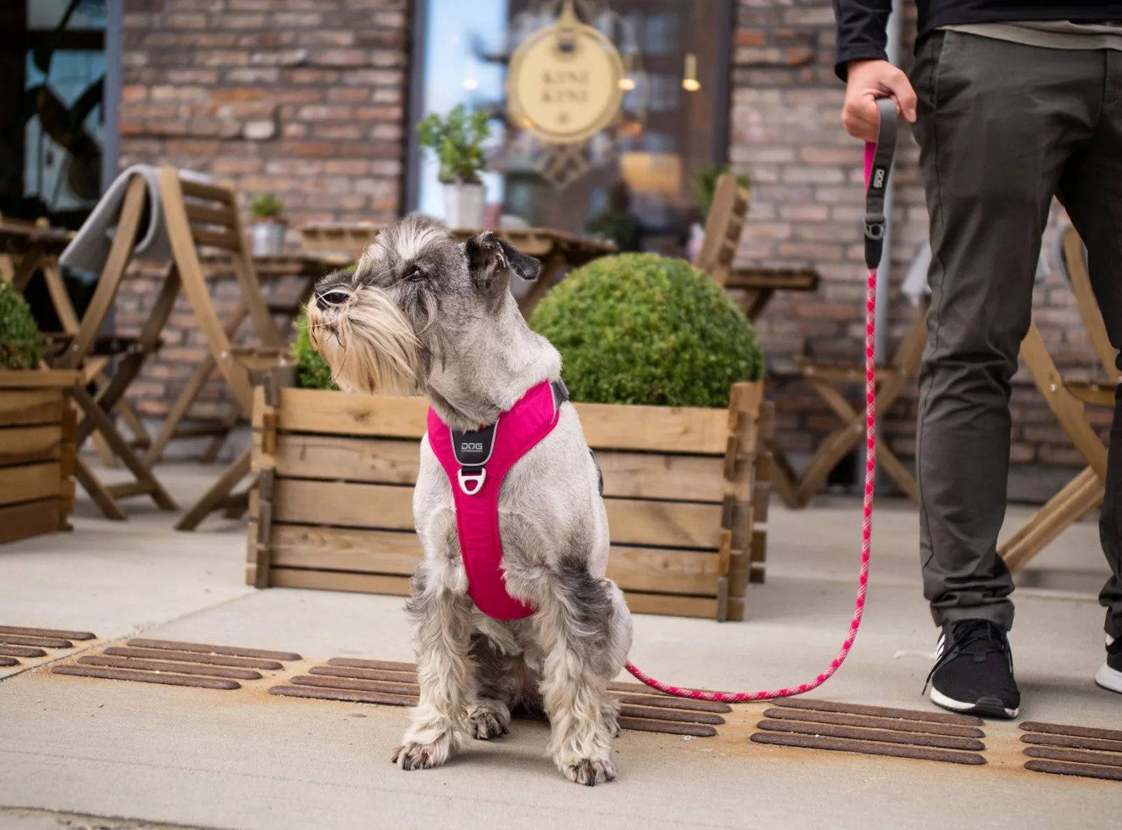 Copenhagen Comfort Walk Pro Dog Harness-Purple