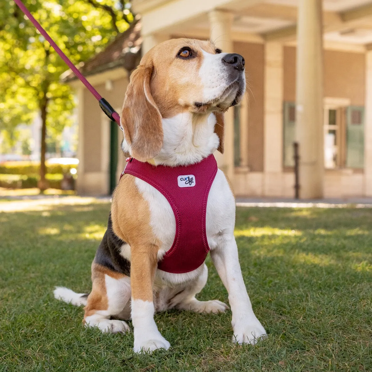 Curli Air Mesh Clasp Tan Vest Harness