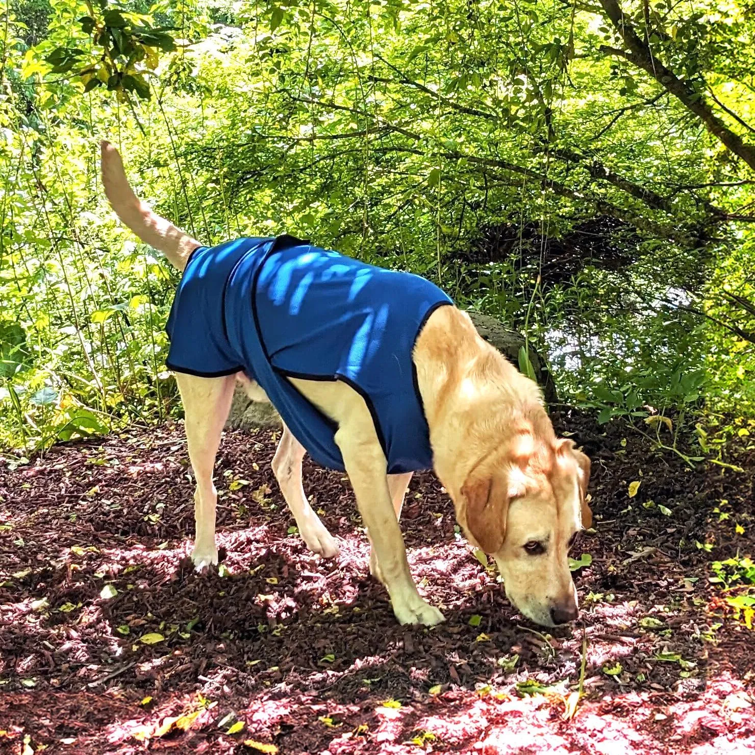 Dog Cooling Vest. Lightweight Jacket with Evaporative Cool Microfiber Technology, UV Protection Shirt for Beach, Sizing for Small, Medium and Large Dogs (XL, Dark Blue)