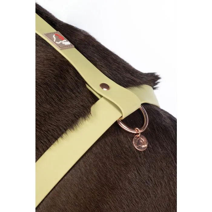 Dog Harness Amitye
