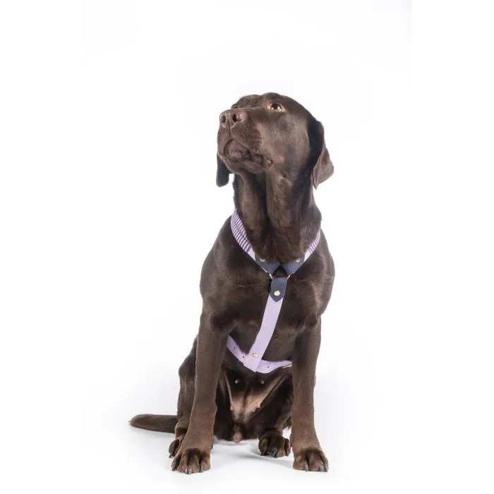 Dog Harness Amitye