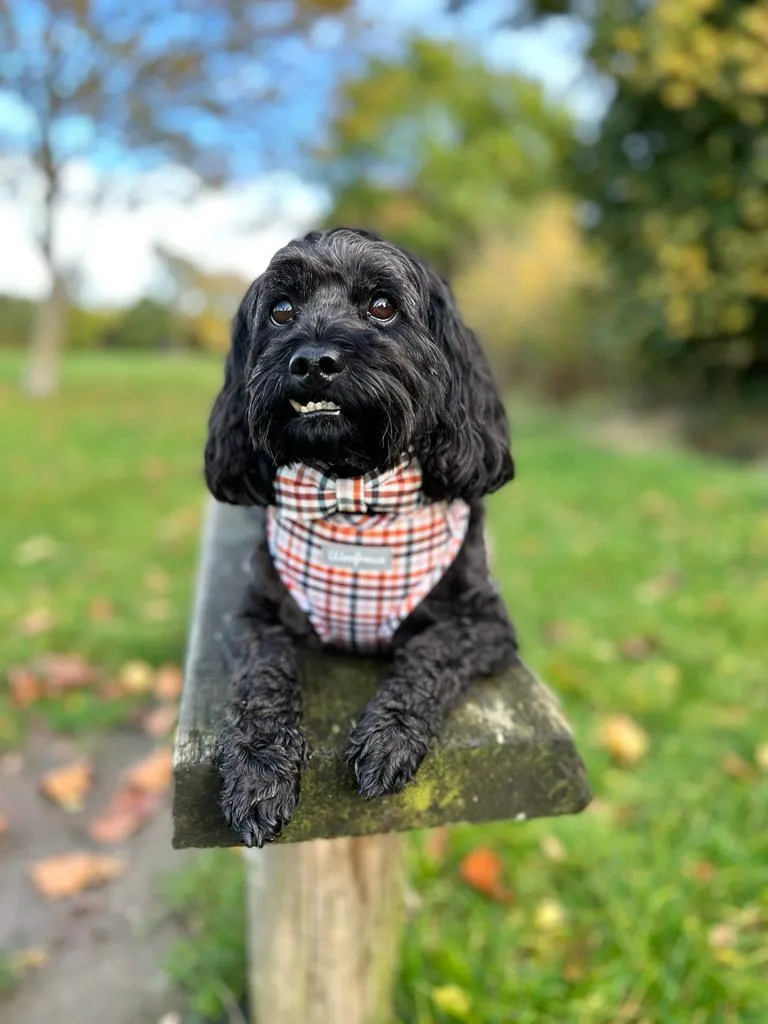 Dog Harness | Best i ever plaid