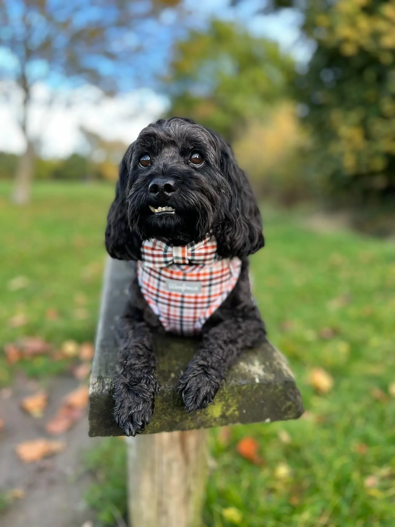 Dog Harness | Best i ever plaid