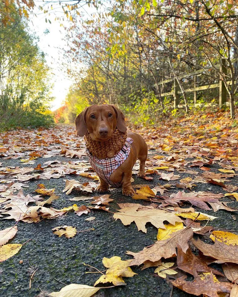 Dog Harness | Best i ever plaid