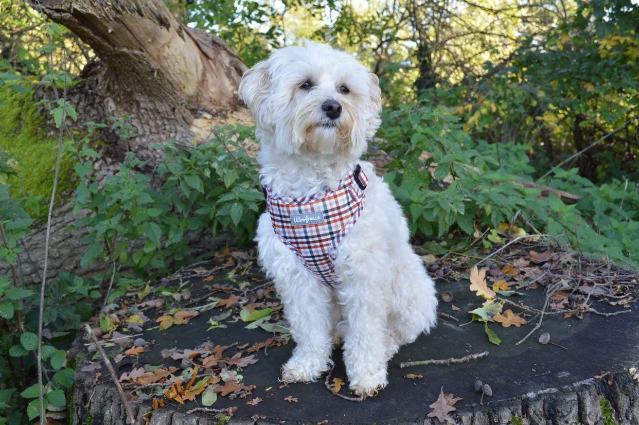 Dog Harness | Best i ever plaid