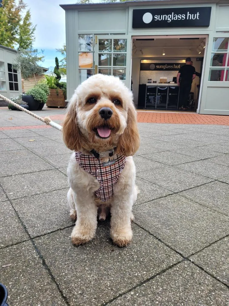 Dog Harness | Best i ever plaid