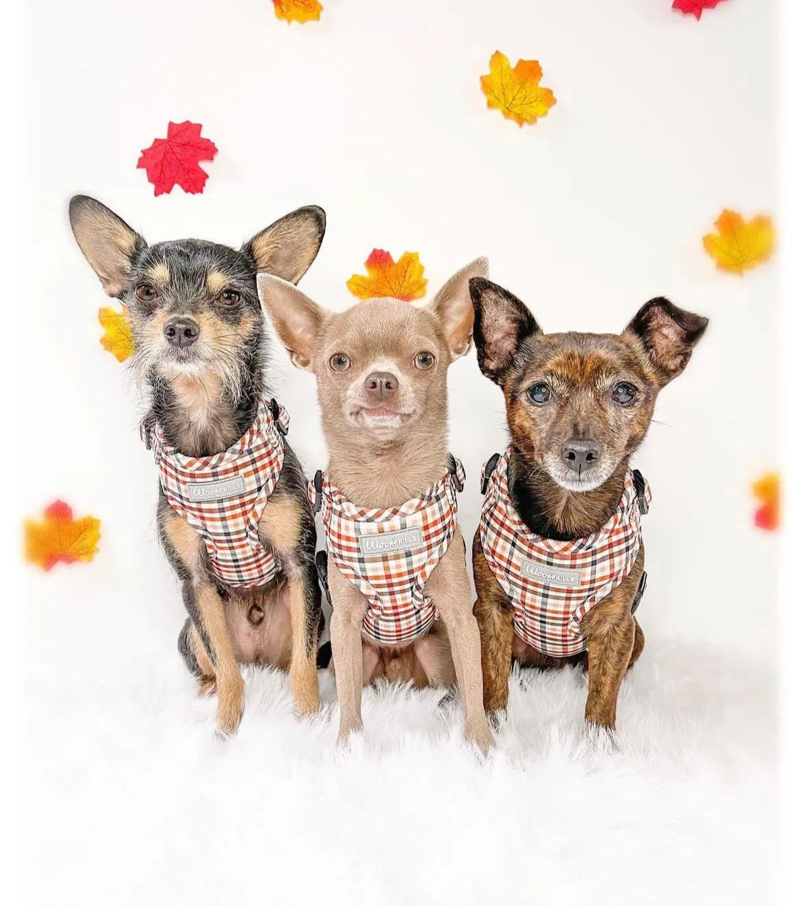Dog Harness | Best i ever plaid