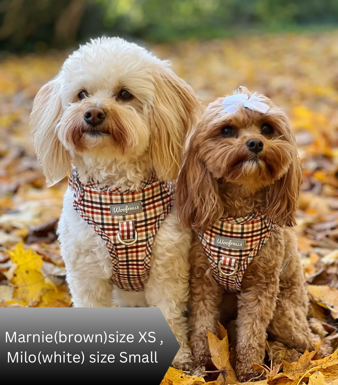 Dog Harness | Best i ever plaid