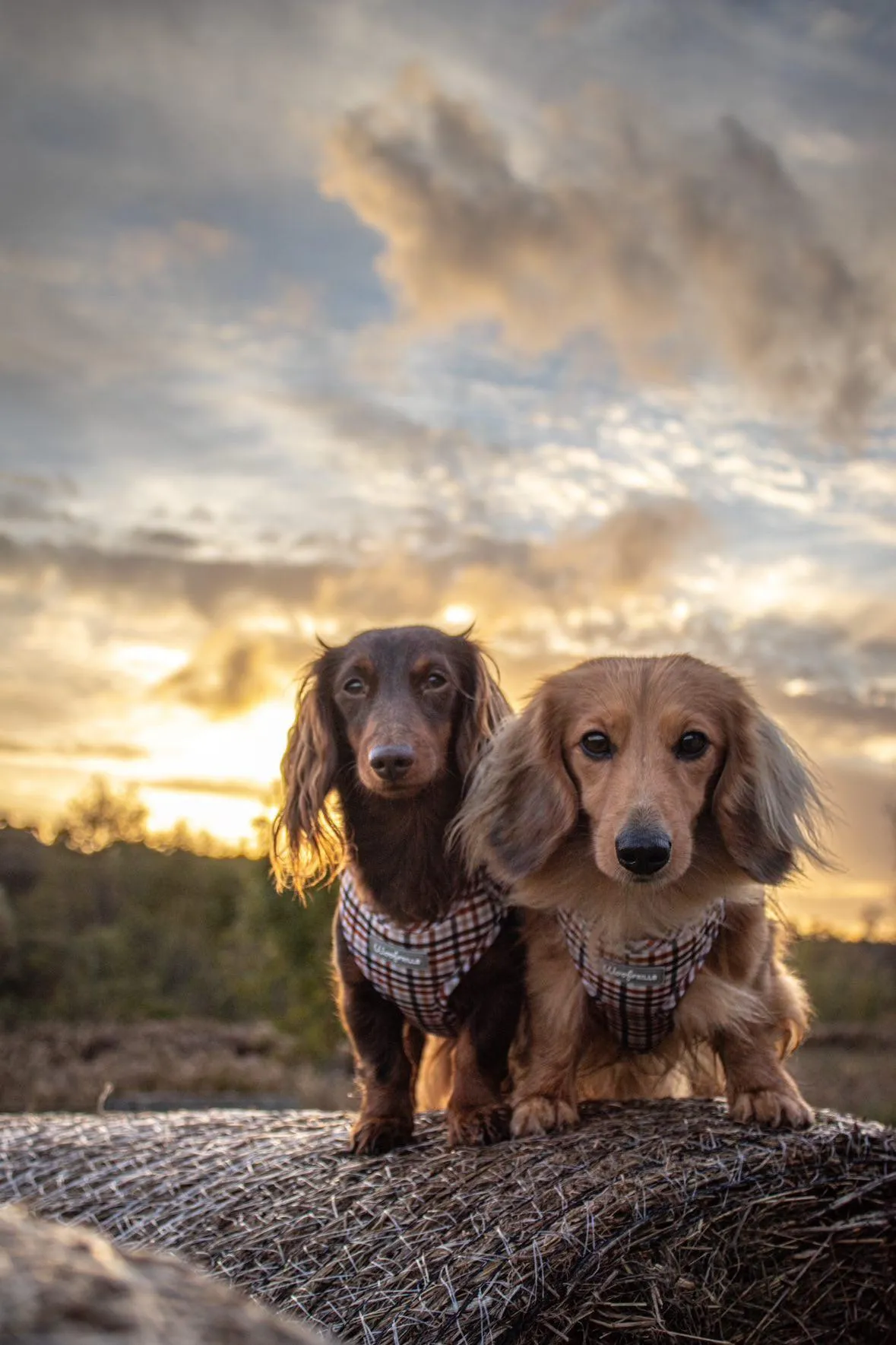 Dog Harness | Best i ever plaid