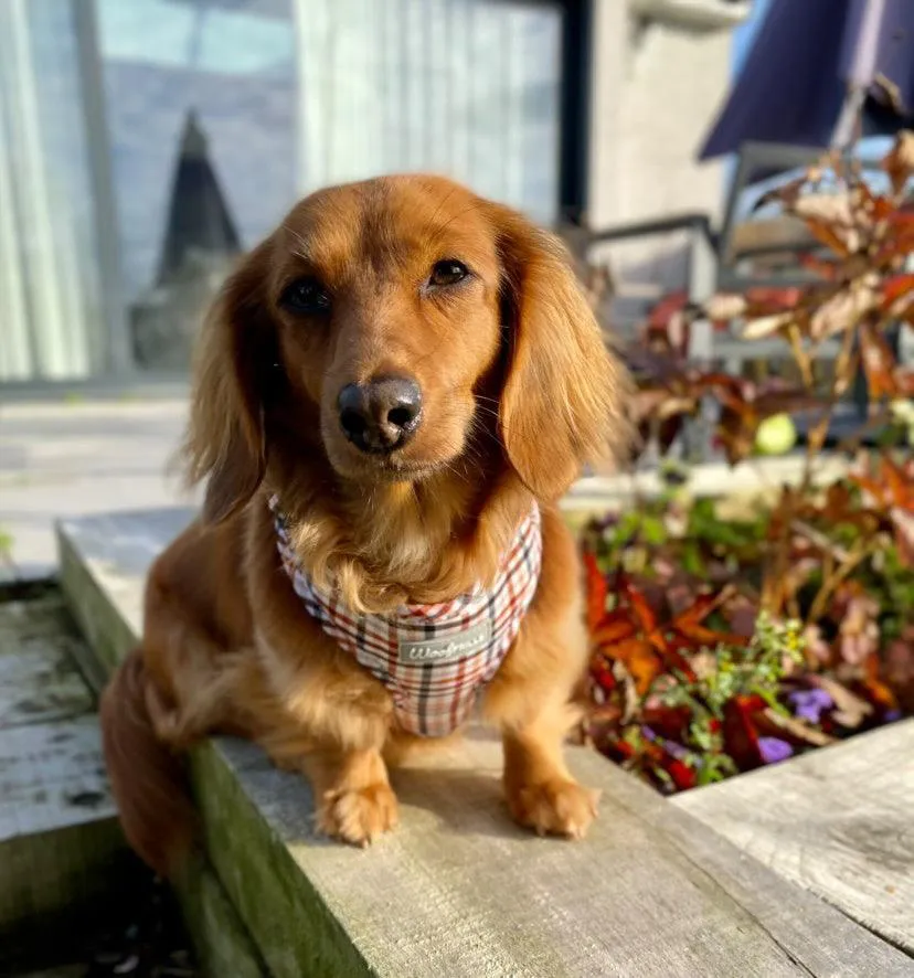 Dog Harness | Best i ever plaid