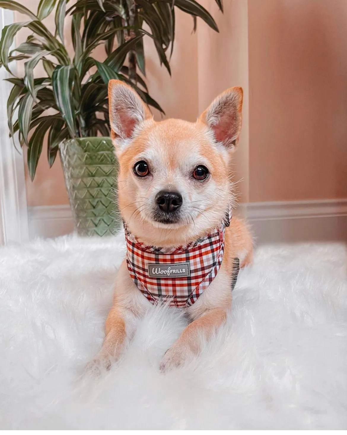 Dog Harness | Best i ever plaid