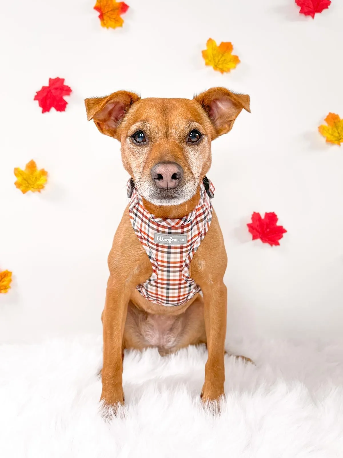 Dog Harness | Best i ever plaid