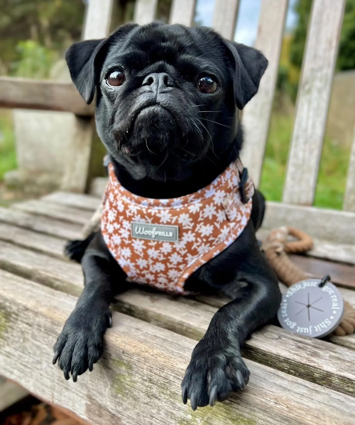 Dog Harness | Bloom me away