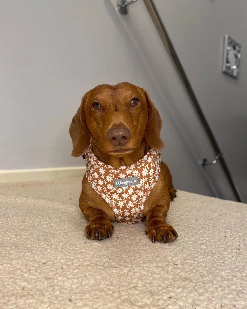 Dog Harness | Bloom me away