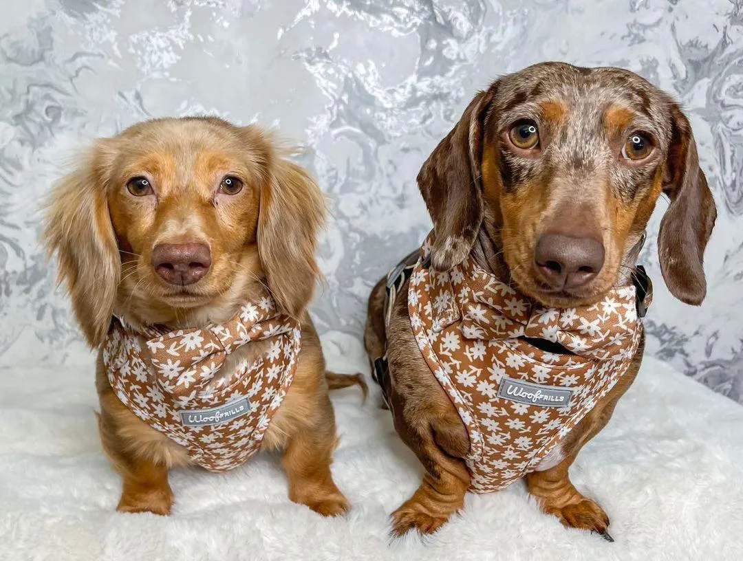 Dog Harness | Bloom me away