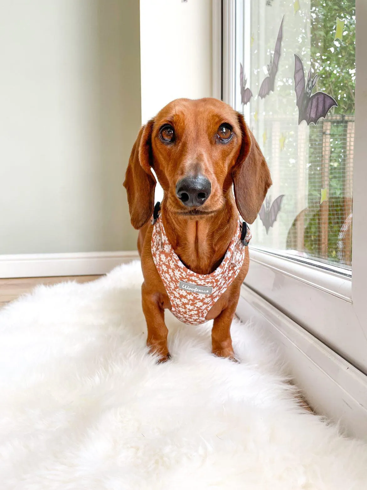 Dog Harness | Bloom me away