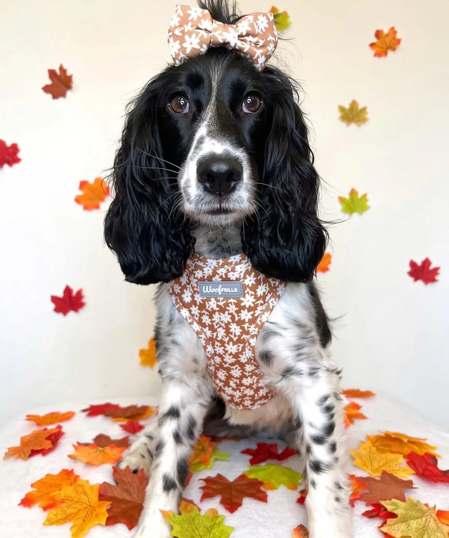 Dog Harness | Bloom me away
