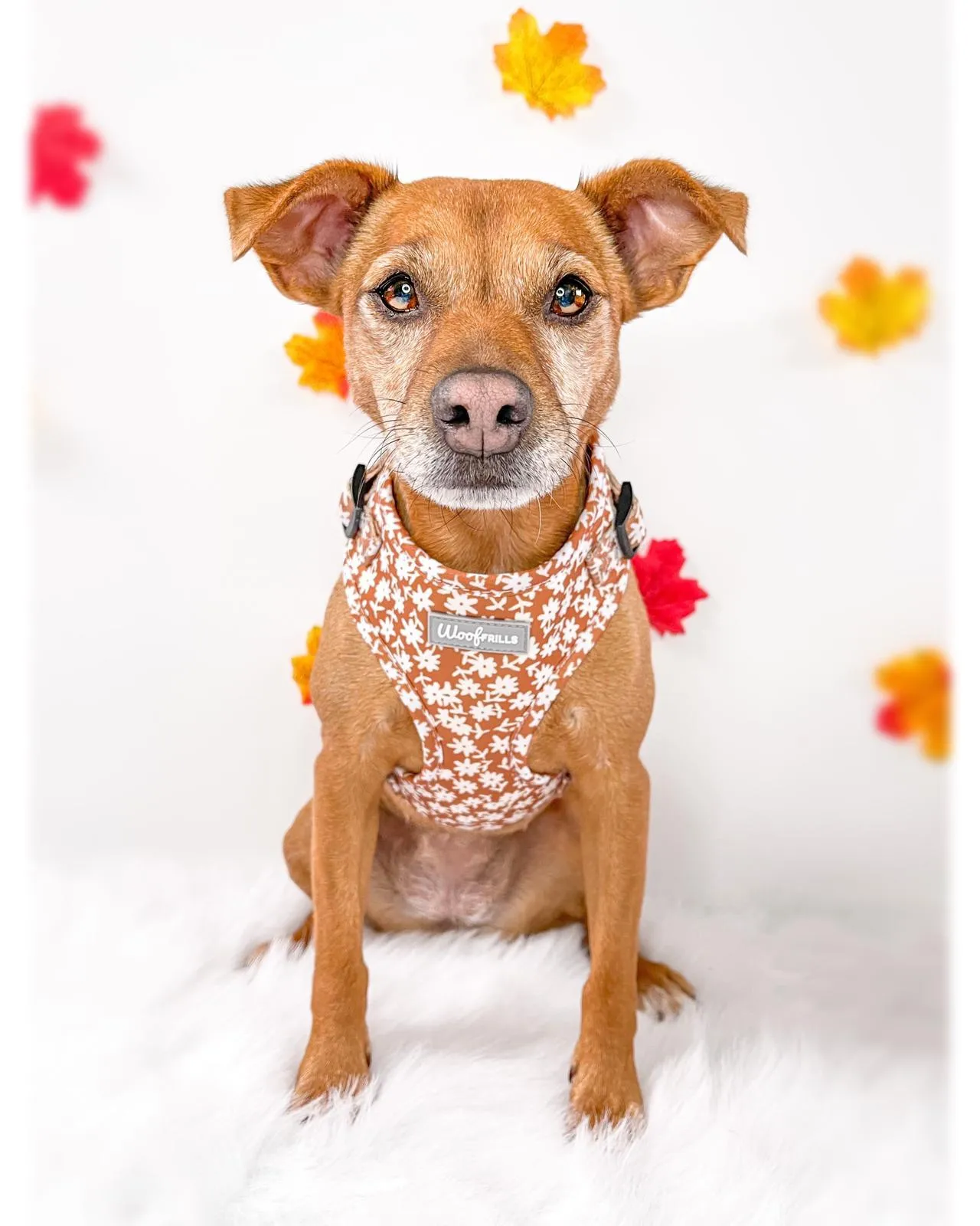 Dog Harness | Bloom me away
