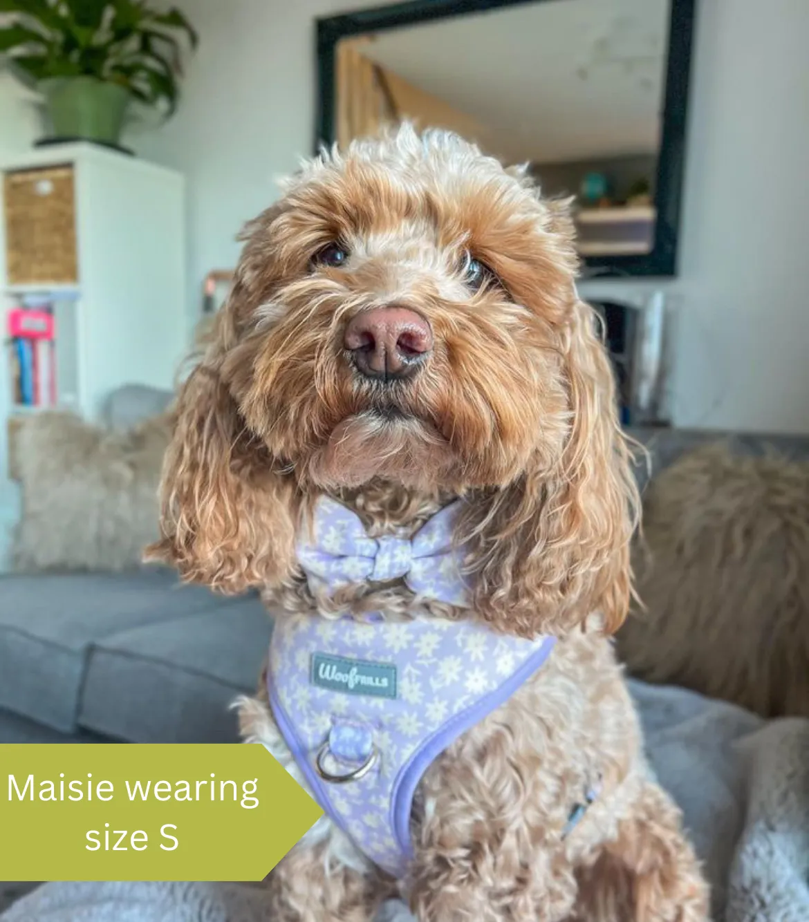 Dog harness, Dog collar and lead set | BUNDLE OF YOUR CHOICE | Bloom me away Lilac