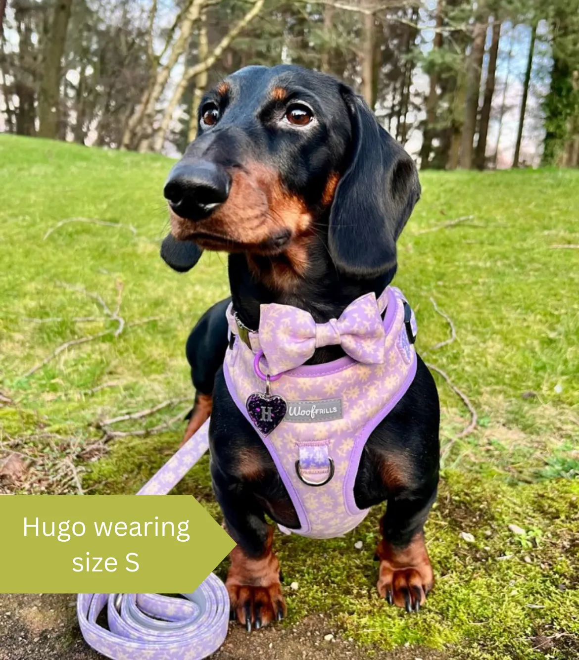 Dog harness, Dog collar and lead set | BUNDLE OF YOUR CHOICE | Bloom me away Lilac