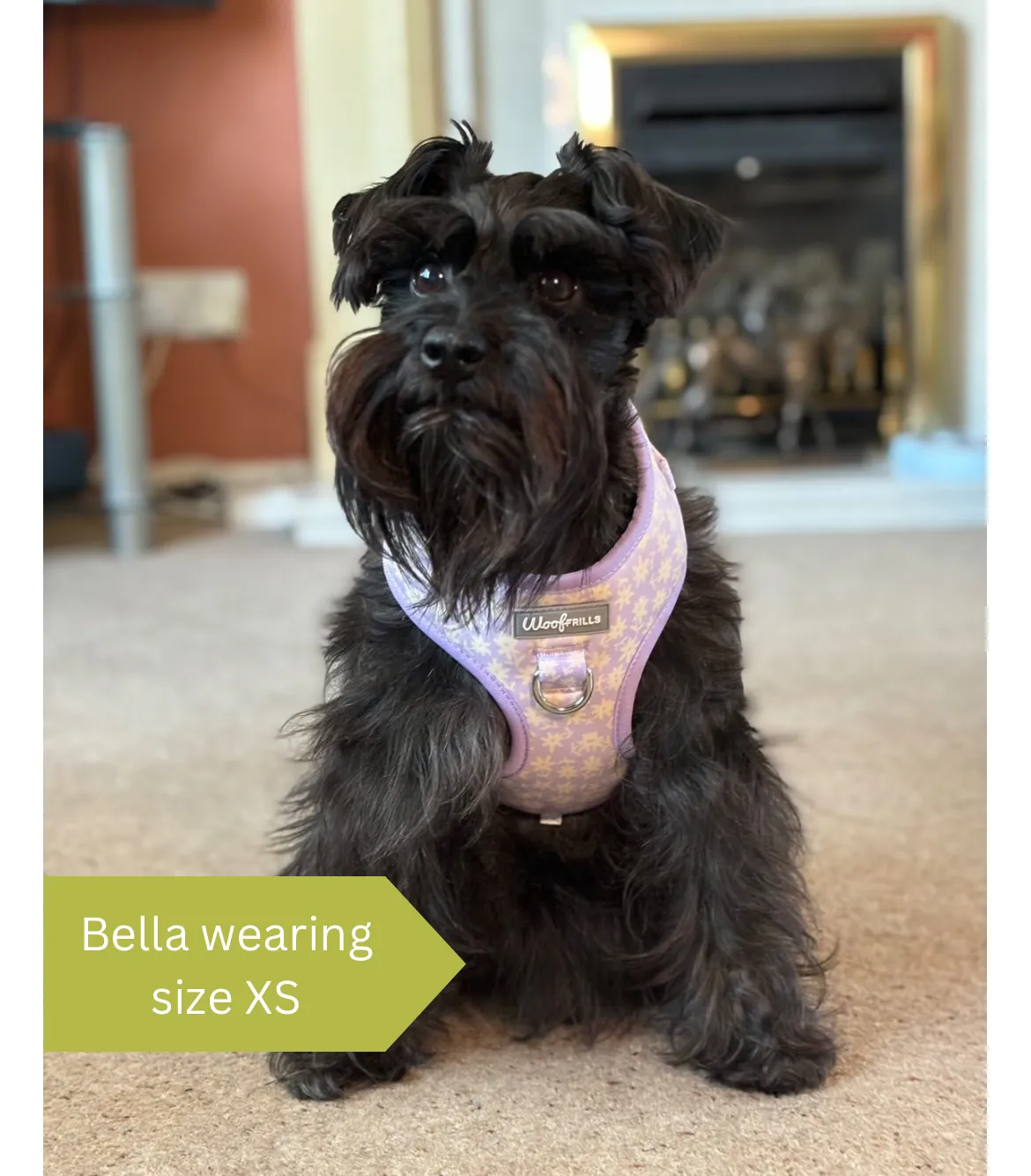 Dog harness, Dog collar and lead set | BUNDLE OF YOUR CHOICE | Bloom me away Lilac