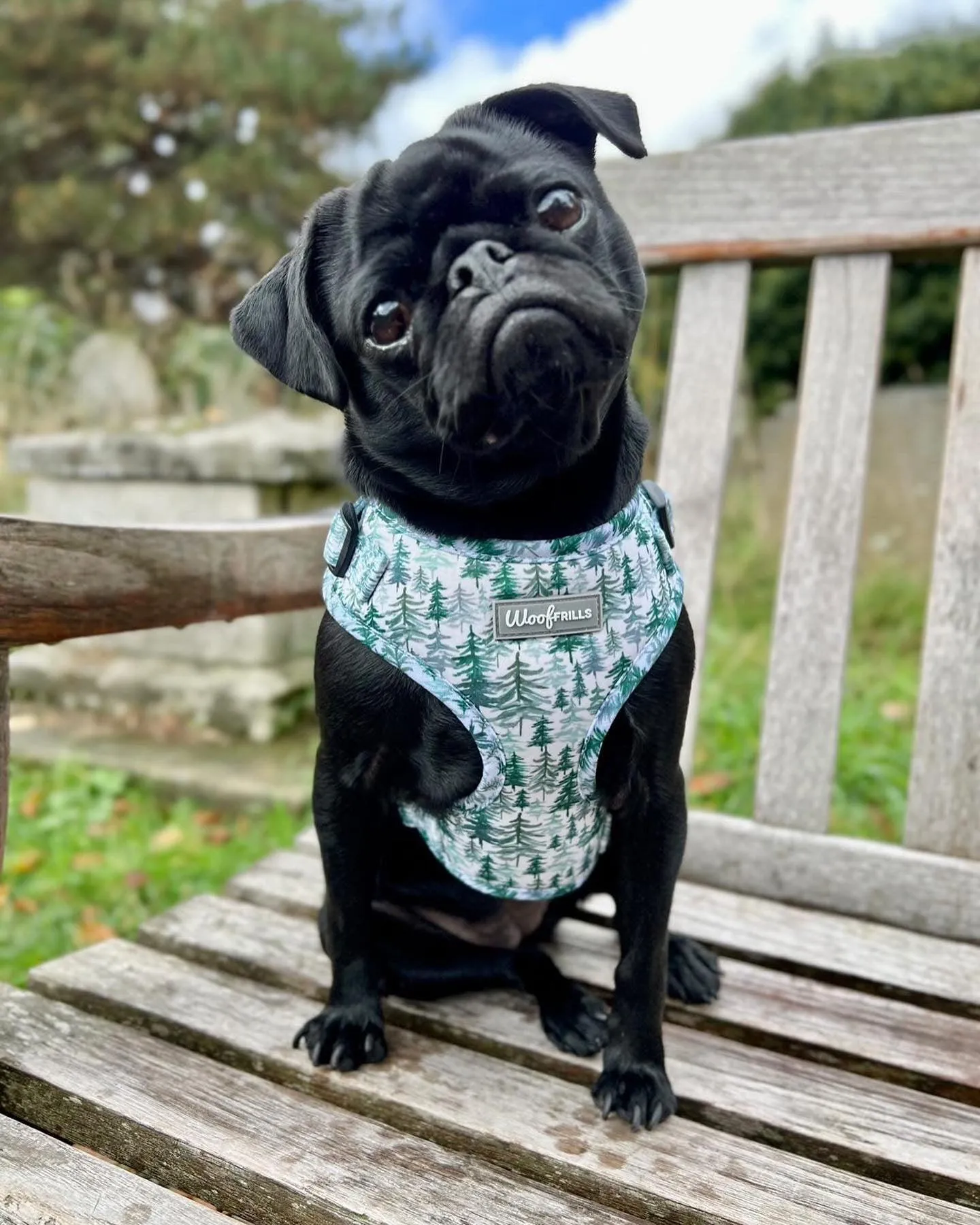 Dog harness, Dog Collar and lead set | BUNDLE OF YOUR CHOICE |Pining for you