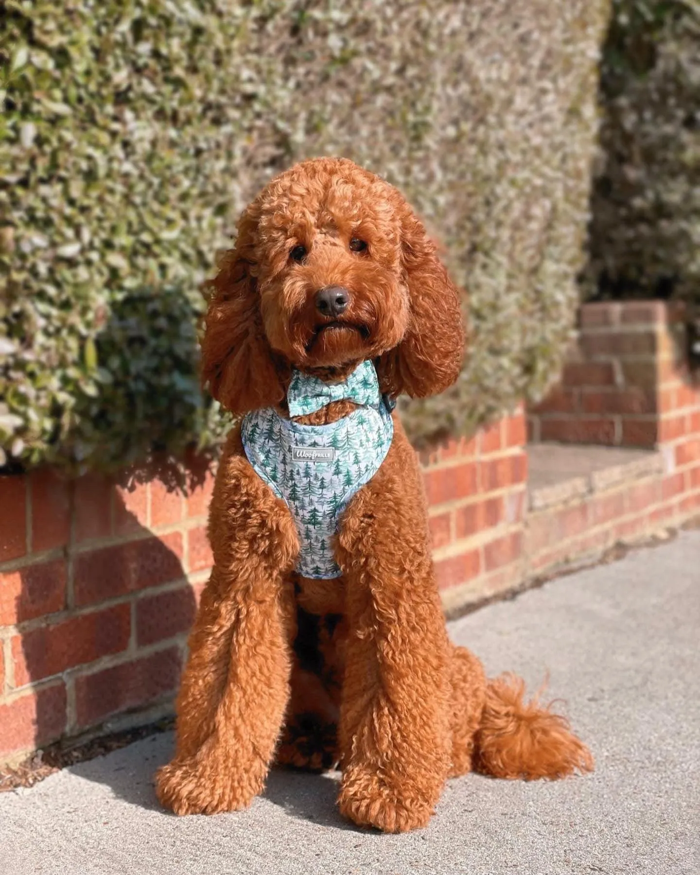 Dog harness, Dog Collar and lead set | BUNDLE OF YOUR CHOICE |Pining for you