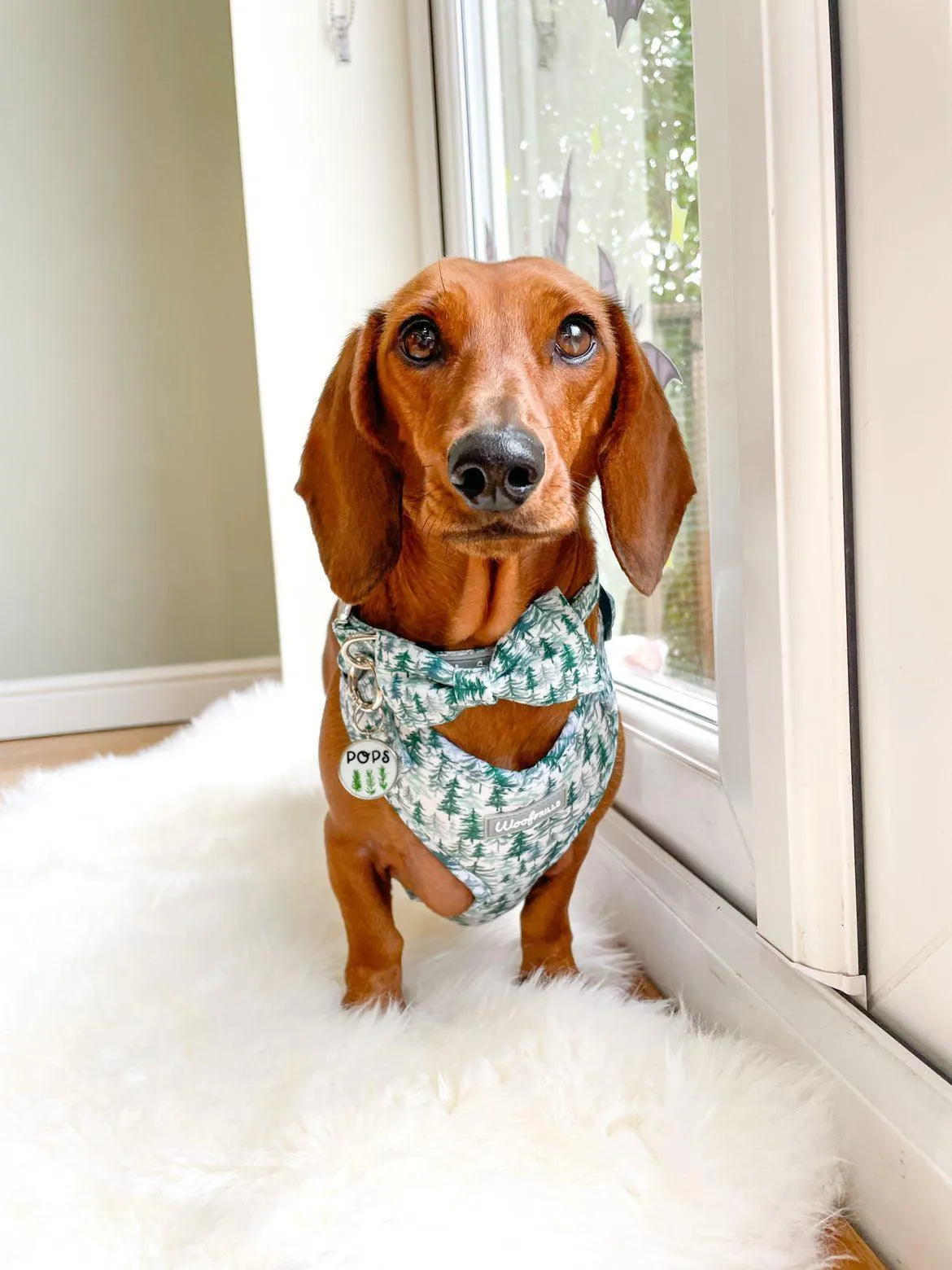 Dog harness, Dog Collar and lead set | BUNDLE OF YOUR CHOICE |Pining for you