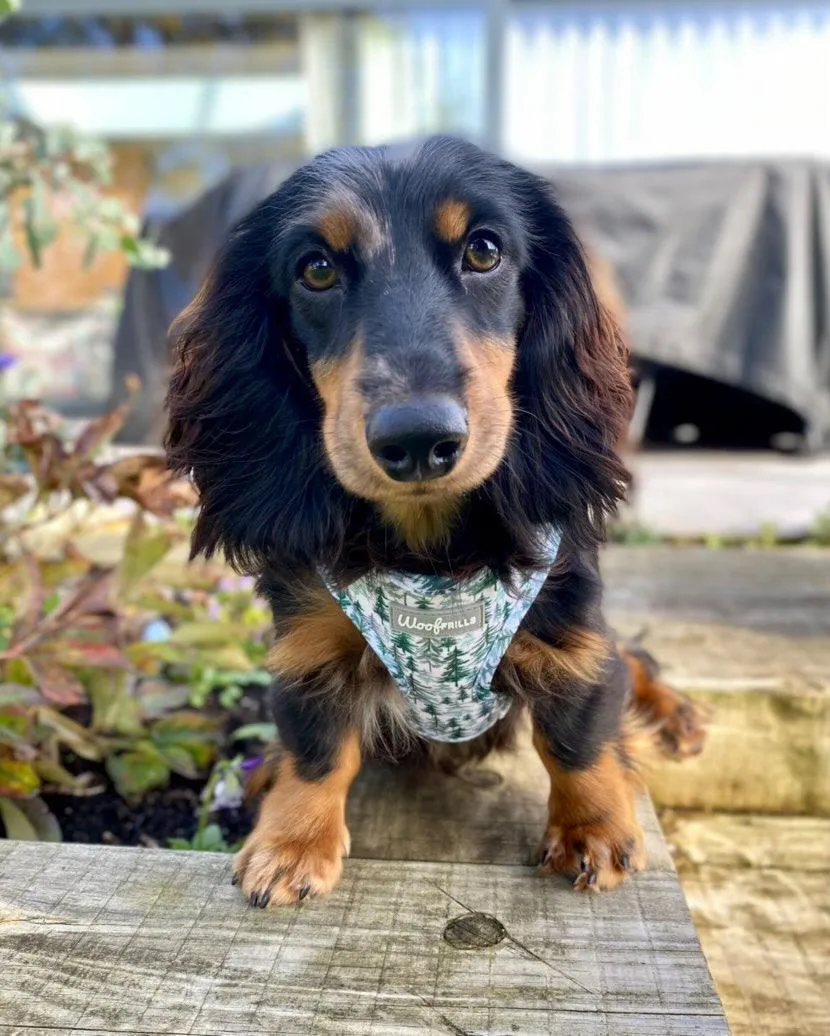 Dog harness, Dog Collar and lead set | BUNDLE OF YOUR CHOICE |Pining for you