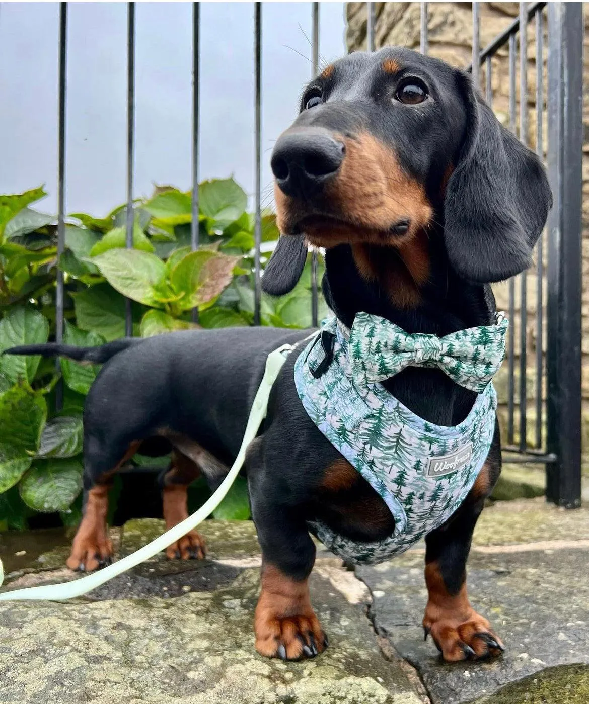 Dog harness, Dog Collar and lead set | BUNDLE OF YOUR CHOICE |Pining for you