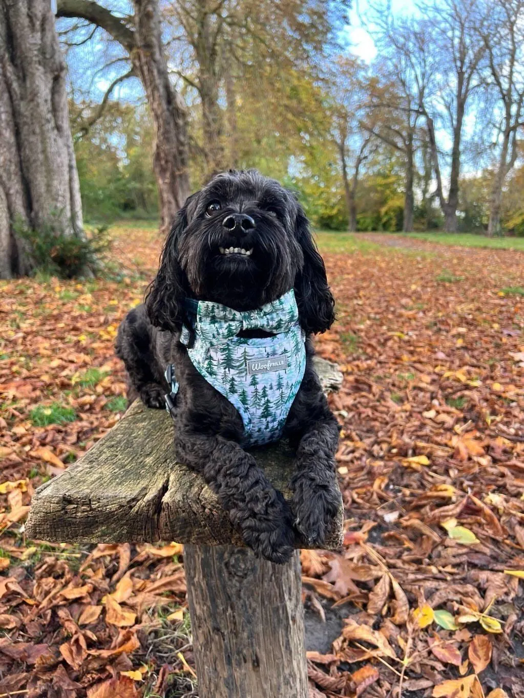 Dog harness, Dog Collar and lead set | BUNDLE OF YOUR CHOICE |Pining for you