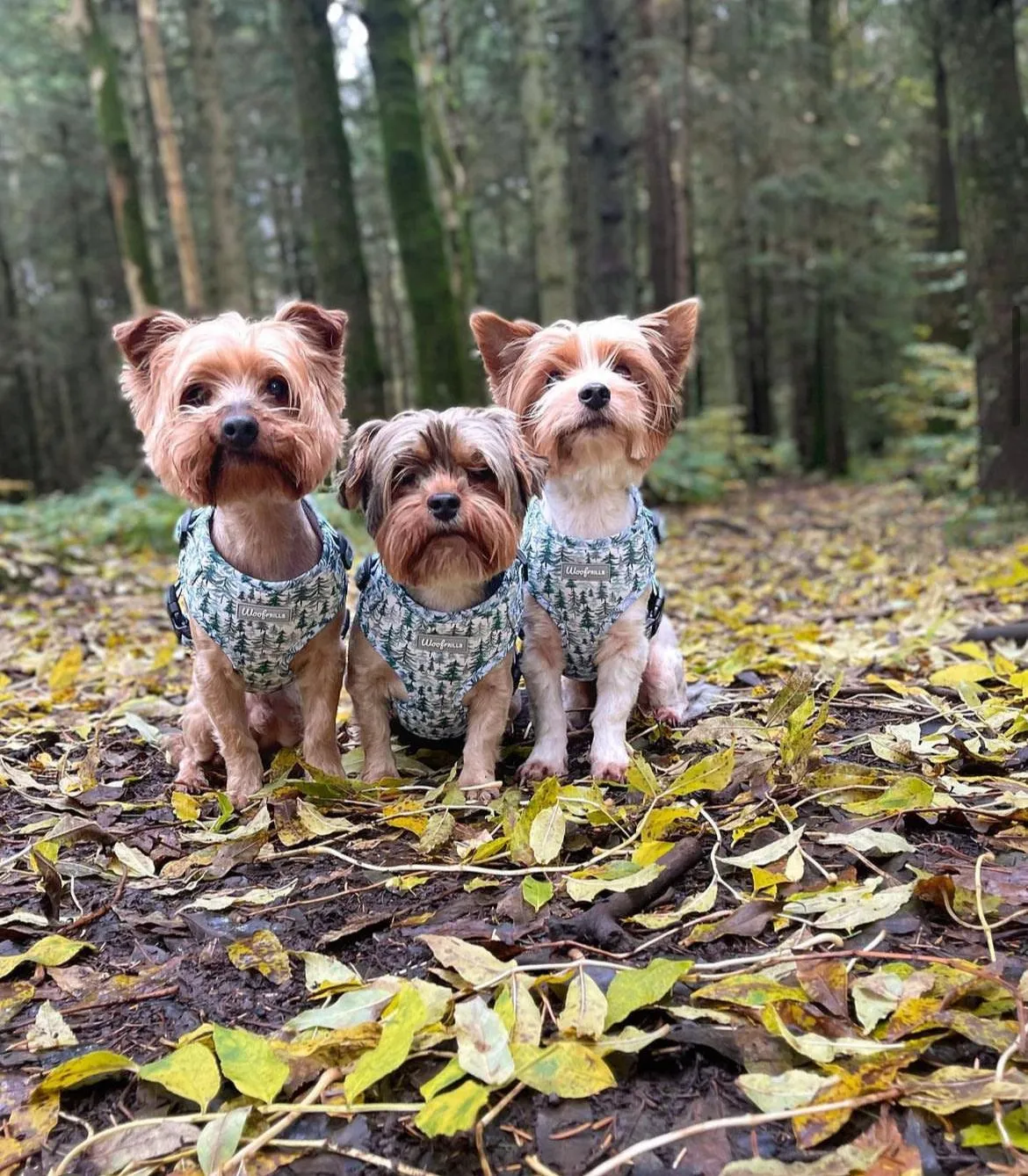 Dog harness, Dog Collar and lead set | BUNDLE OF YOUR CHOICE |Pining for you