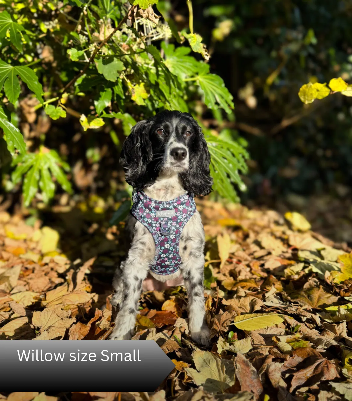 Dog harness , Dog collar and lead set | BUNDLE OF YOUR CHOICE | Twilight Bloom