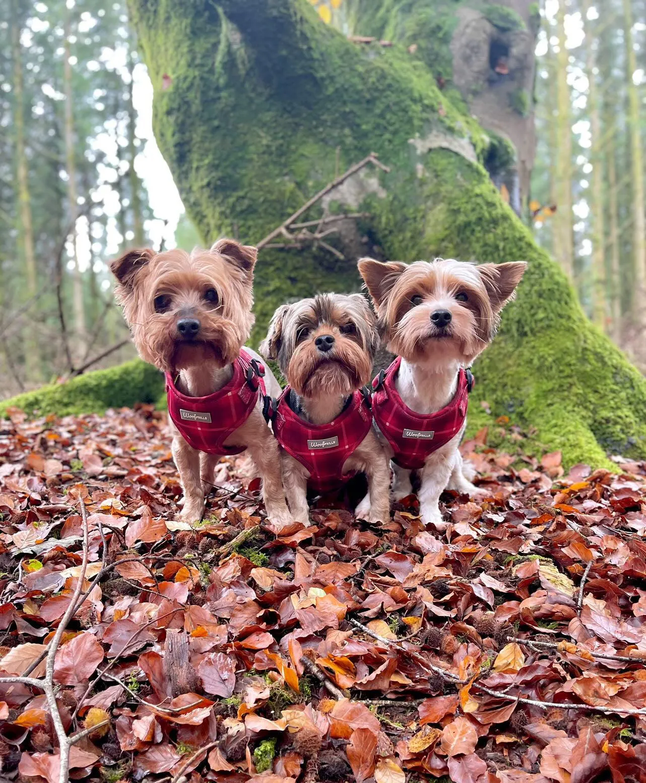 Dog Harness | You plaid me at hello