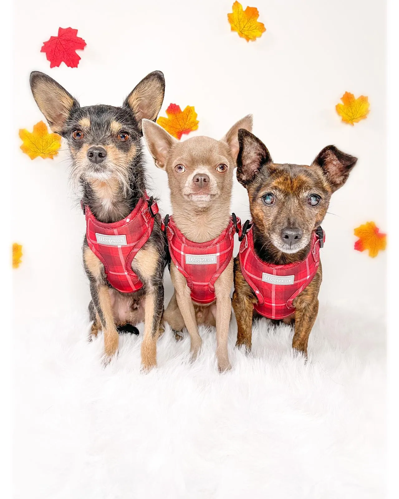 Dog Harness | You plaid me at hello