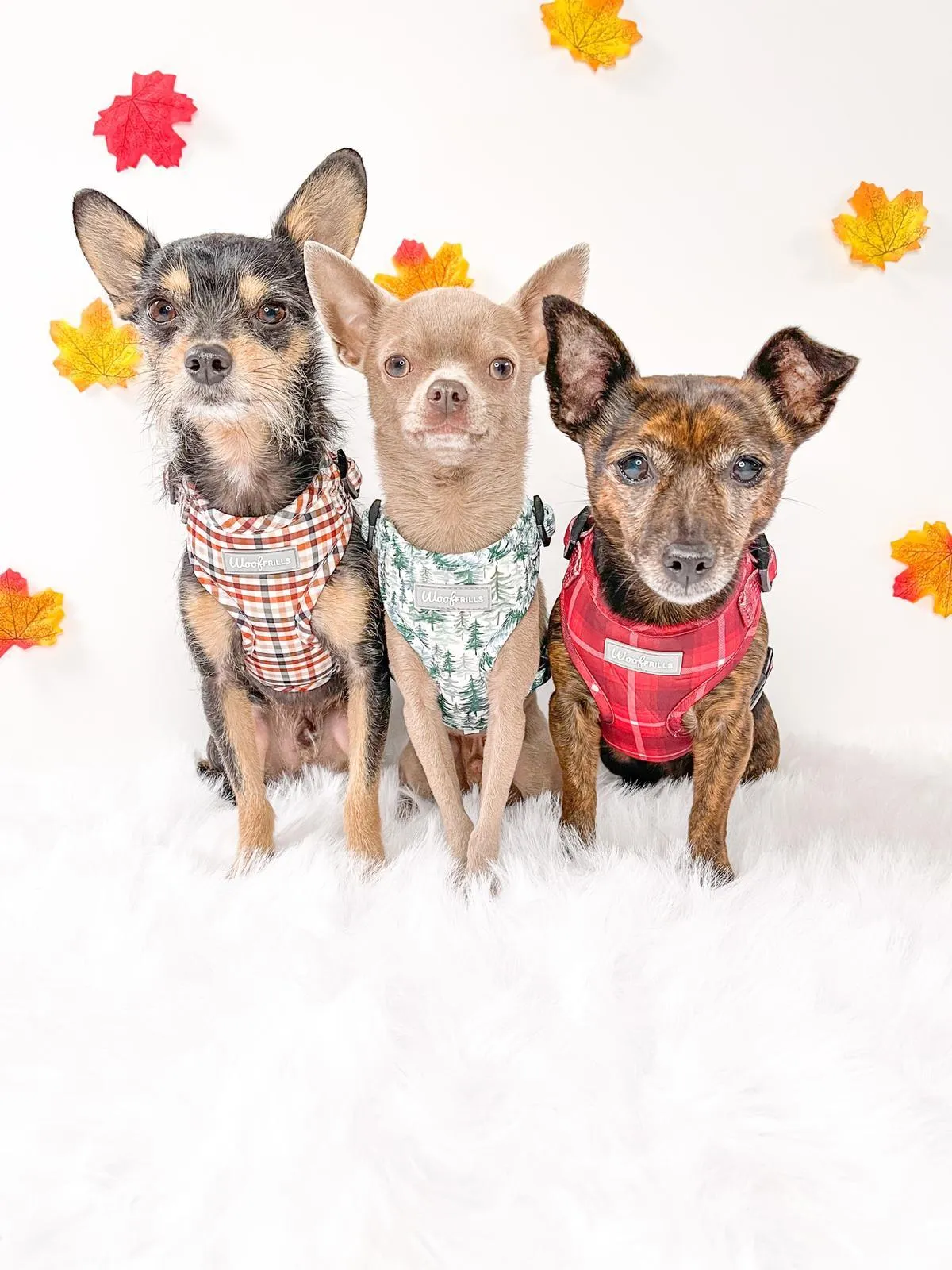 Dog Harness | You plaid me at hello