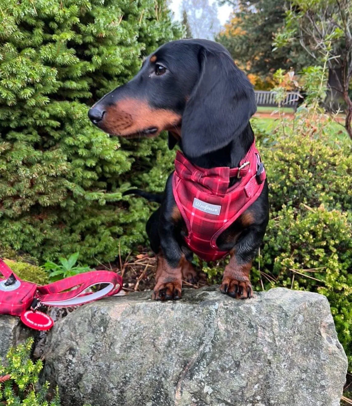Dog Harness | You plaid me at hello